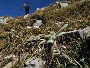 34 Salendo in cresta per Cima Menna con stella alpina 